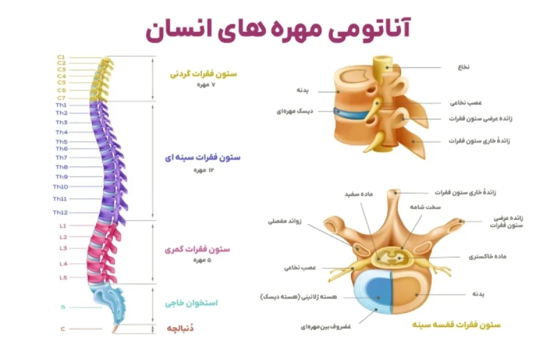 آناتومی کمر